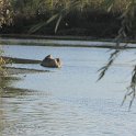 Rochefort sur loire (96).JPG